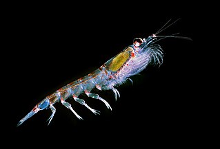 Antartic krill